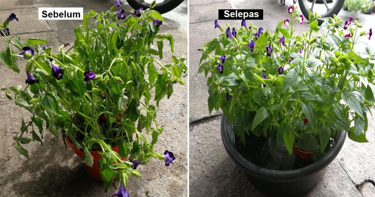 Tip Pulihkan Pokok Yang Layu Akibat Terlupa Siram Atau Terlalu Panas. Jangan Terus Curah Air