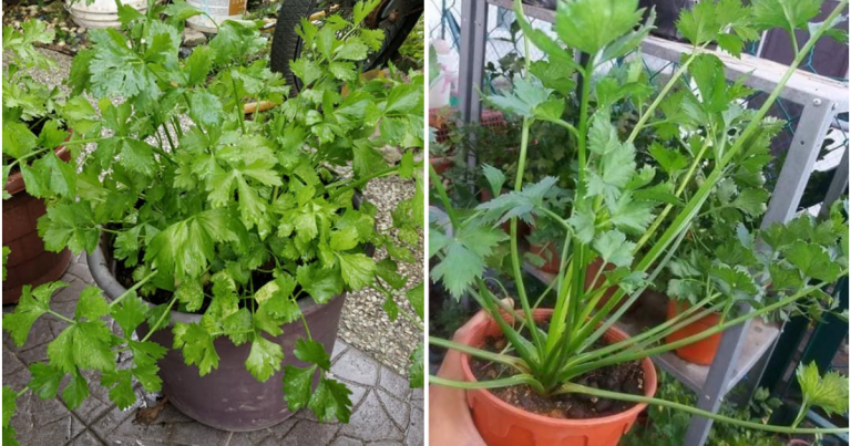 Tip Tanam Pokok Daun Sup Supaya Kekal Subur, Boleh Hidup Sampai 2 Tahun