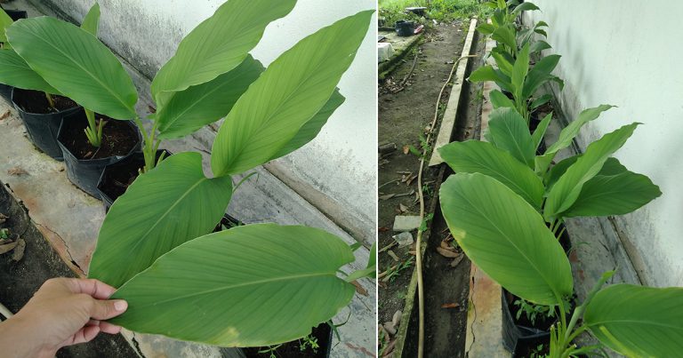 Supaya Daun Kunyit Lebar & Subur, Letak Pokok Bawah Tempat Teduh Begini