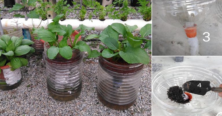 Kelebihan Tanam Sayur Dalam Pasu Bersumbu. Boleh Buat Pakai Botol Air Mineral Atau Minyak
