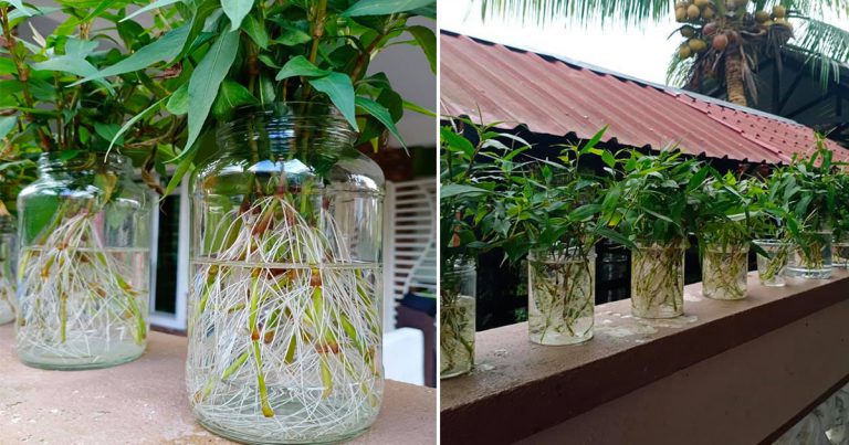Tip Tanam Pokok Kesum Dalam Air, Kalau Nampak Daun Mula Kuning Kena ‘Trim’ Begini Supaya Daun Kekal Subur Merimbun
