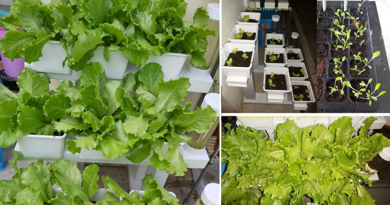 Suburnya Salad Tanam Dalam Hygrowpot. Lagi Senang Jaga, Sebulan Dah Boleh Makan Hasil