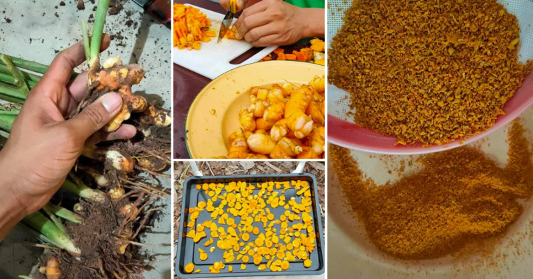 Buat Sendiri Serbuk Kunyit, Tiada Pengawet & Pewarna. Lelaki Ini Kongsi Caranya Dari Tuai Sampai Jadi Serbuk