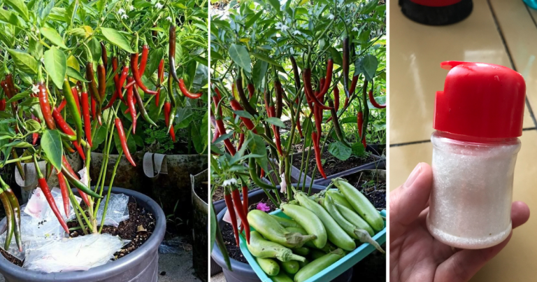 Ini Dia Hasil Air Booster MSG, Berganda Hasil Cili & Sayur! Bancuh Sendiri Saja