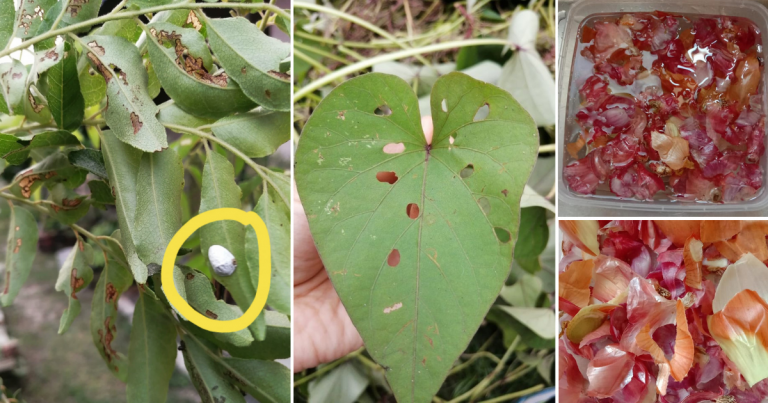 Kalau Pokok Sayur Kena Masalah Ulat, Semut Sembur Saja Dengan Air Rendaman Kulit Bawang