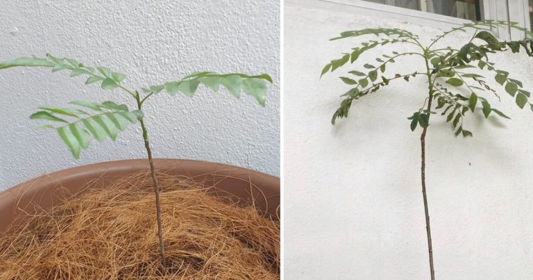 5 Tip Jika Pokok Kari Yang Ditanam Tak Membesar & Tak Banyak Daun