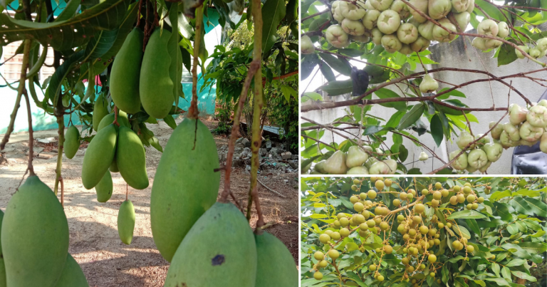 Kalau Tanam Pokok Buah, Buat 2 Air Semburan Ini Untuk Pastikan Hasil Buah Elok & Lebat
