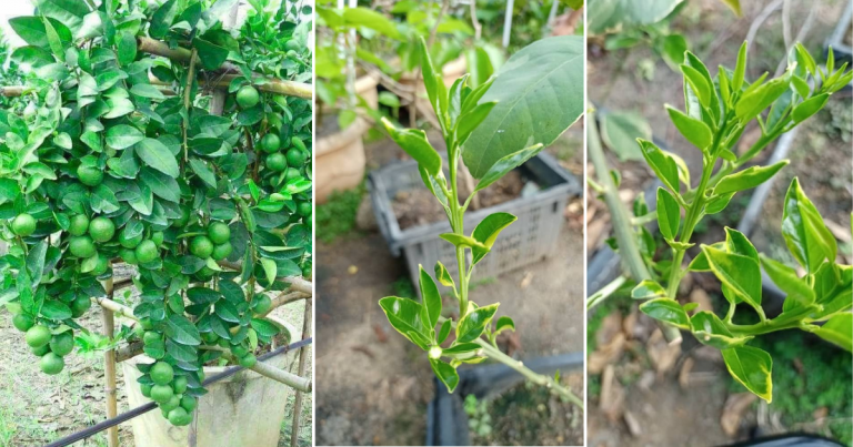 Pangkas & Buang Daun, Tip Supaya Pokok Limau Subur Banyak Tunas & Cabang Baru