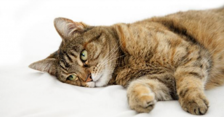 10 Tanda Kucing Kesayangan Kita Tak Sihat Dan Sakit Tenat