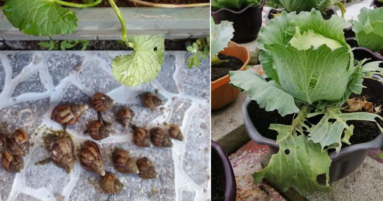 4 Tip Untuk Elak Pokok Sayur Yang Ditanam Kena Serangan Siput