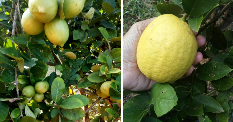 2 Tahun Tanam Pokok Lemon Tak Berbuah Tapi Selepas Amal 4 Tip Ini Bukan Main Lebat Buahnya