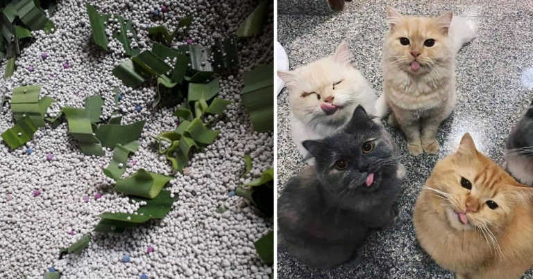 Kalau Pelihara Kucing, Guna Tip Daun Pandan Ini Untuk Elak Bau Najis ‘Si Bulus’