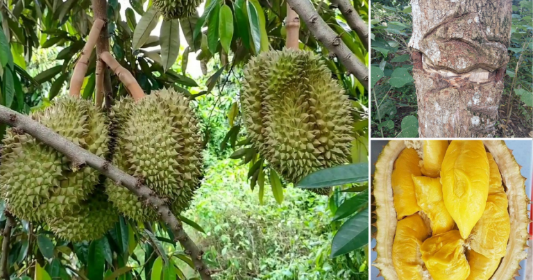 30 Tahun Tanam Pokok Durian Tak Berbuah Tapi Lepas Praktik 5 Tip Ini Akhirnya Merasa Hasil