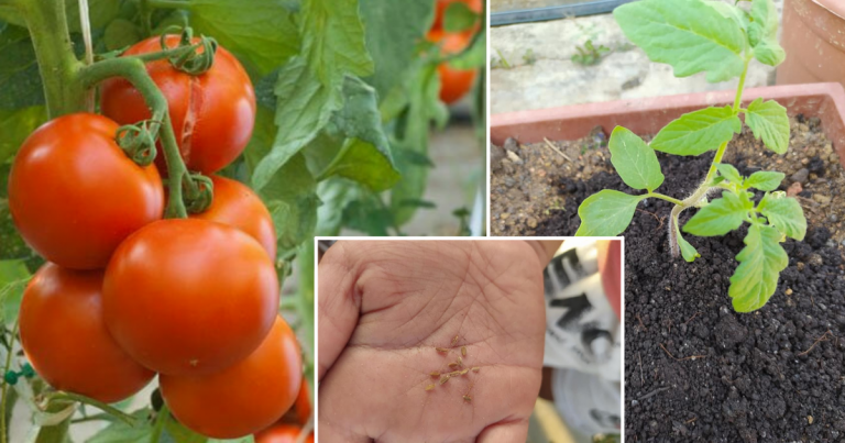Kalau Tanam Pokok Tomato Dalam Pasu Semai Sekali Biji Benih Ini , Pokok Cepat Besar &  Subur
