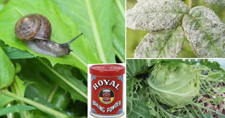 Cara Mudah Selesaikan Masalah Serangan Perosak Pokok Sayur, Guna Baking Powder Saja