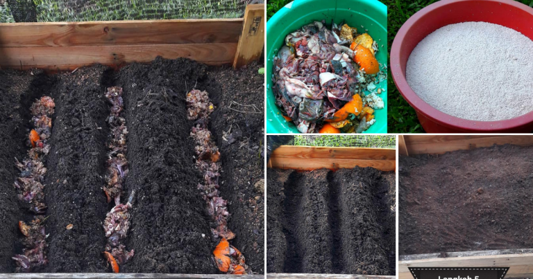 Step By Step Suburkan Tanah Guna Sisa Makanan. Taklah Membazir