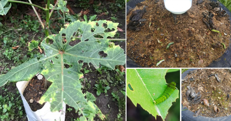 Kalau Daun Pokok Atau Sayur Dimakan Ulat, Buat DIY Spray Guna 4 Bahan Dapur Saja
