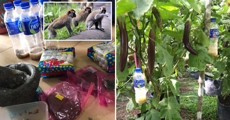 Cara Berkesan Elak Tanaman Dirosakkan Monyet, Sangkut Botol Berisi Bancuhan Ini Pada Pokok