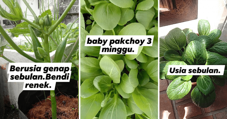 Jenis & Cara Baja Pokok Sayur Supaya Cepat Dapat Tuai Hasil