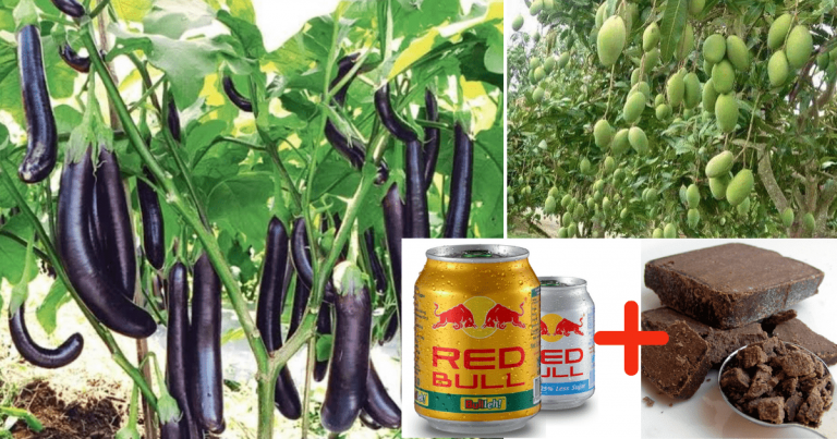 Rupanya Bancuh 2 Bahan Ini Saja Boleh Jadi ‘Baja’ Berkesan Supaya Pokok Berbuah Lebat