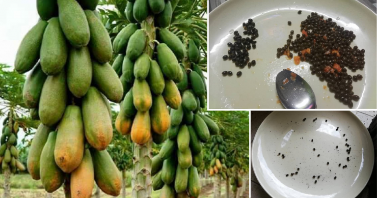 Jangan Terus Tabur, Pilih Dulu Biji Benih Betik Sebelum Tanam Supaya Pokok Berbuah. Ini Cara Pilih Yang Betul