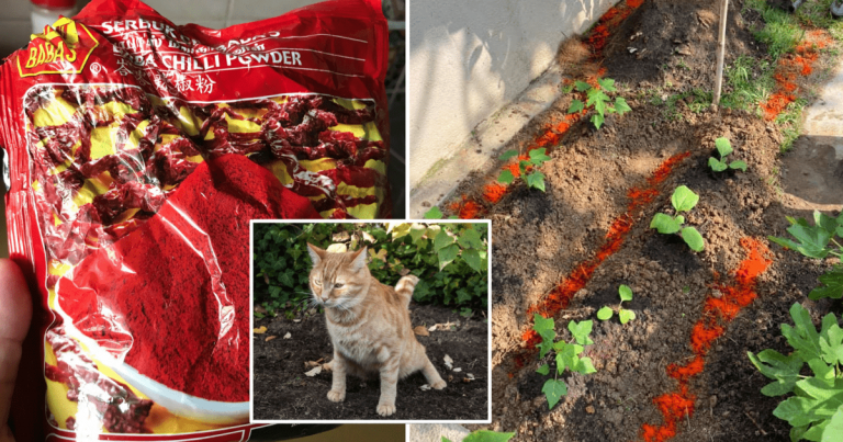 Tabur Serbuk Cili, Cara Berkesan Elak Kucing ‘Membuang’ Dekat Tanaman & Laman Rumah