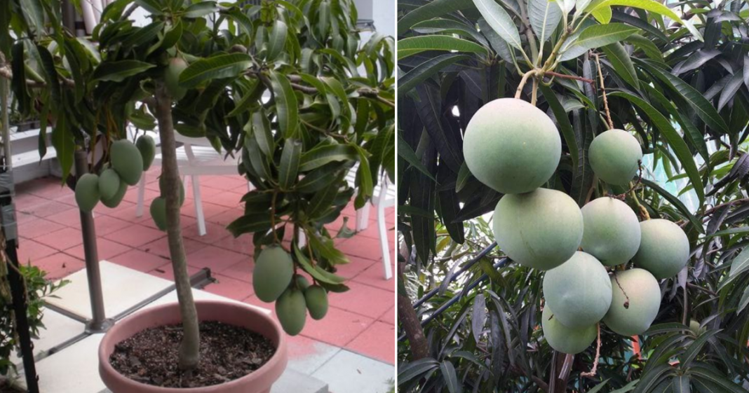 Tip Tanam Pokok Mangga Dalam Pasu, Pilih Benih Ini Supaya Senang
