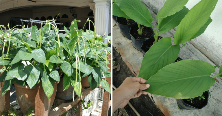 6 Tip Kalau Tanam Sayur Dalam Pasu Supaya Tanaman Subur, Lokasi Letak Pasu Pun Penting