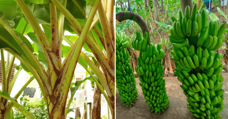 Kalau Tanam Pokok Pisang, Cantas Daunnya Begini Supaya Hasil Buahnya Banyak
