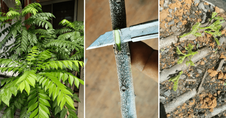 Supaya Pokok Kari Tumbuh Serumpun Merimbun Buang Dulu Kulit Pada Keratan Baru Tanam