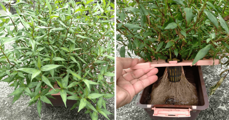 Suburnya Pokok Kesum Tanam Tanpa Tanah, Letak Sikit Baja Pun Dah Elok Kembang Daunnya