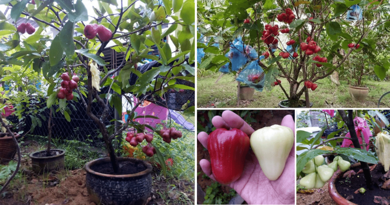 Tanam Pokok Jambu Air Dalam Pasu Lebih Mudah & Lagi Cepat Berbuah!