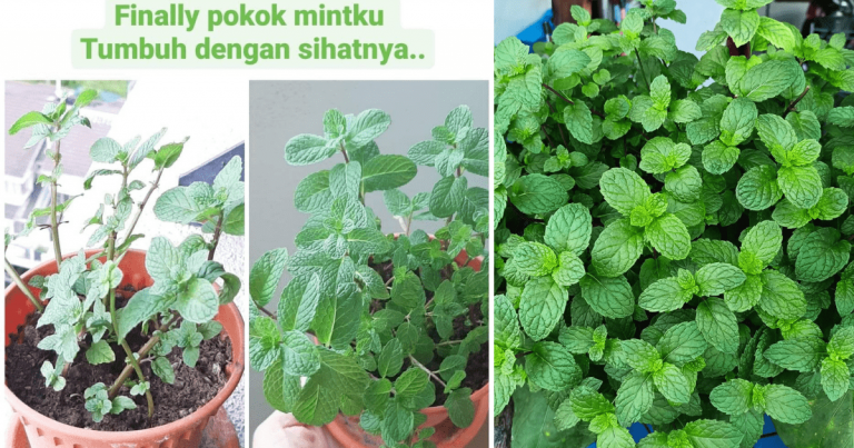 Kalau Tanam Pokok Pudina Asyik Tak Menjadi, Ikut Cara Ini Confirm Elok Naik & Subur!