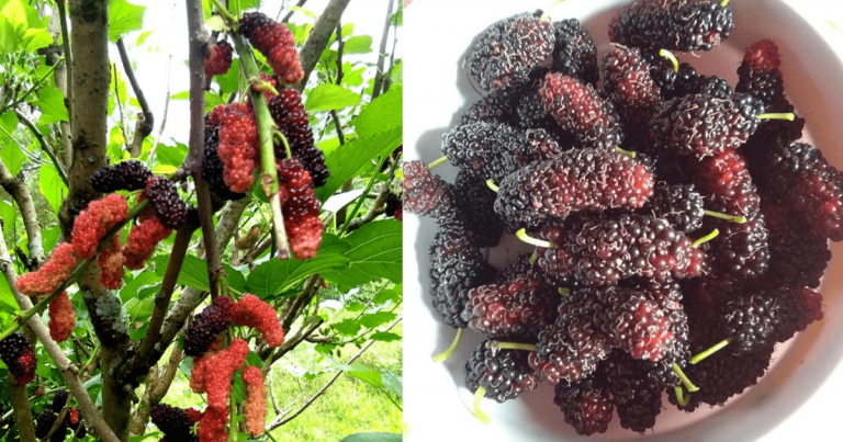 Tip Supaya Pokok Mulberi Yang Ditanam Berbuah Lebat & Besar Buahnya. Pangkas Saja!