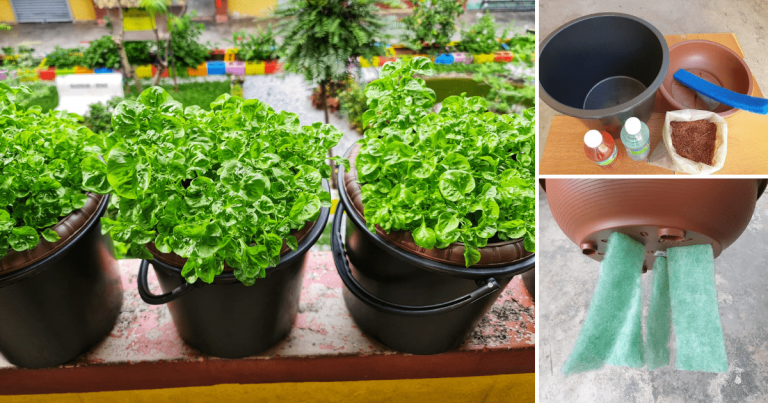 Nak Mudah Tanam Sayur Boleh Guna Kaedah Hidropot. Siram Seminggu Sekali, Tak Kotor & Mudah Nak Alih