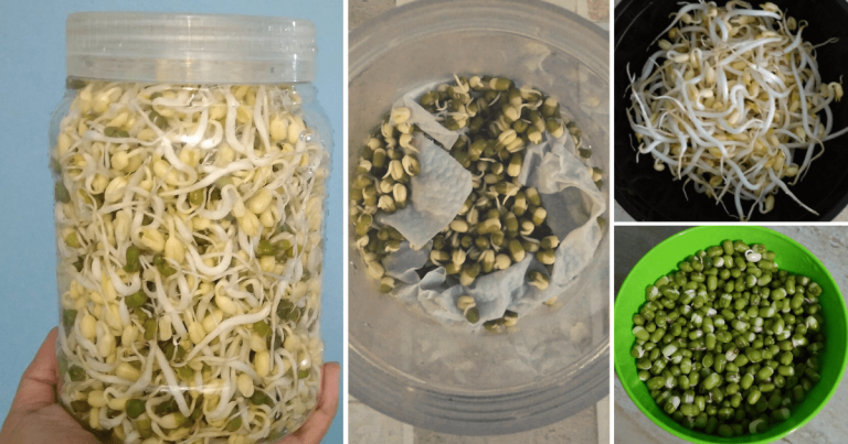Tanam Tauge Dalam Balang Kuih, Lagi Senang! Boleh Terus Simpan Dalam Peti Ais