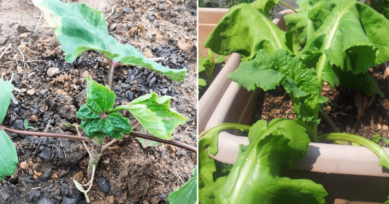 Cara Kenal Pasti Pokok Sayur Yang Terlebih Baja, Boleh Tengok 3 Tanda Ini