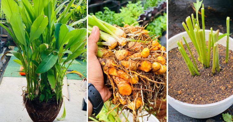 Pokok Kunyit Yang Dah Penuh Pasu, Boleh Keluarkan Untuk Dibiak. Ini Caranya, 7 Hari Dah Keluar Tunas Baru