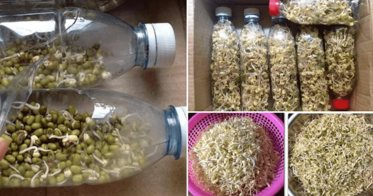 Cara Mudah Tanam Tauge, Guna Botol Saja. 3 Hari Dah Boleh Tuai & Makan