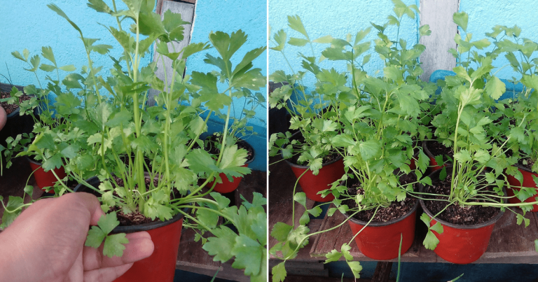Kalau Tanam Pokok Sup Dari Biji Benih Tak Menjadi, Boleh Cuba Lagi Guna 2 Kaedah Ini. Confirm Hidup!