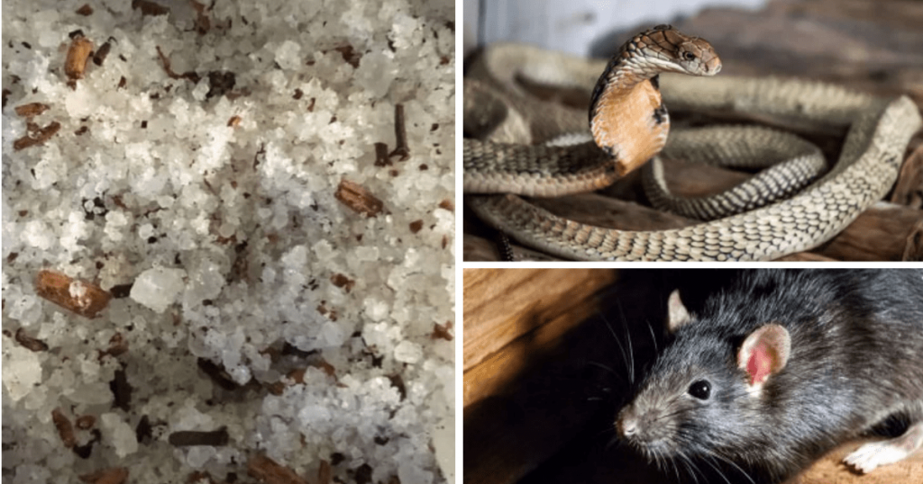 Ramuan Berkesan Elak Ular & Tikus Masuk Rumah, Gaul Garam Kasar Dengan