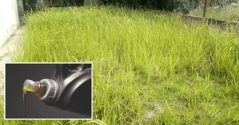Tip Elak Rumput & Lalang Tumbuh Sekitar Rumah, Sembur Dengan Bahan Ini. Boleh Tahan Sampai 6 Bulan!