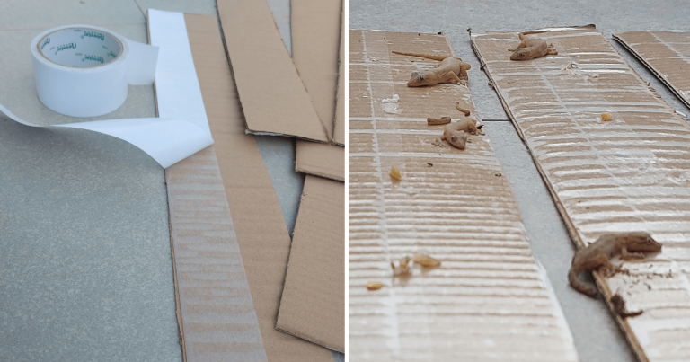 DIY Perangkap Cicak Mudah Guna Double Sided & Kotak Saja