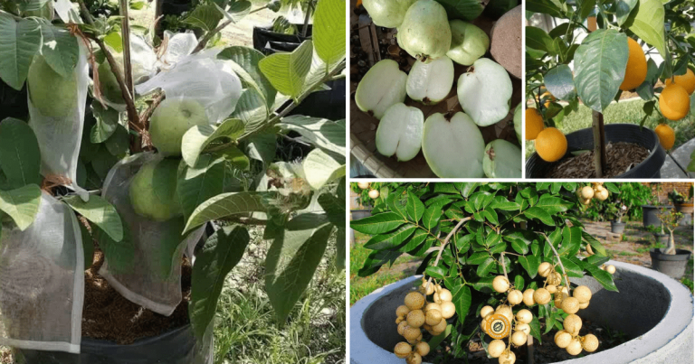 Kalau Tanam Pokok Buah Dalam Pasu, Ikut 5 Tip Penjagaan Ini Supaya Pokok Subur & Berbuah