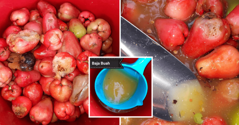 Kalau Buah Dari Pokok Banyak Gugur, Kutip Dan Buat Baja. Ini Caranya, Tak Membazir Kalau Buah Dari Pokok Banyak Gugur, Kutip Dan Buat Baja. Ini Caranya, Tak Membazir