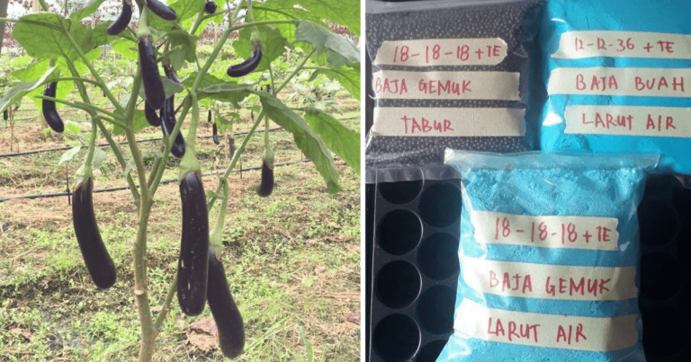 Tip Baja Supaya Pokok Sayuran Berbuah Lebat, Baja Tahi Ayam Saja Tak Cukup