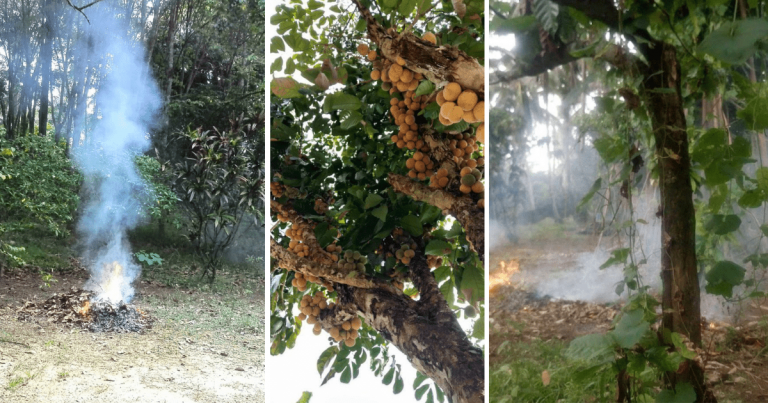 ‘Asapkan’ Pokok Waktu Petang Cara Mudah Halau Ulat & Serangga Perosak Tanaman
