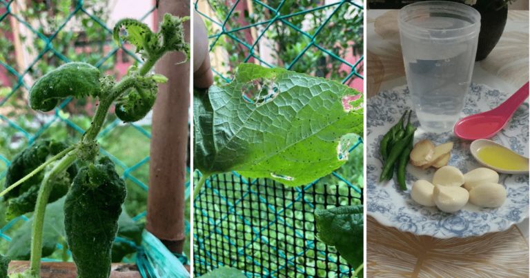 DIY Semburan Organik Bawang Putih Untuk Selamatkan Tanaman Kena Serangan Perosak