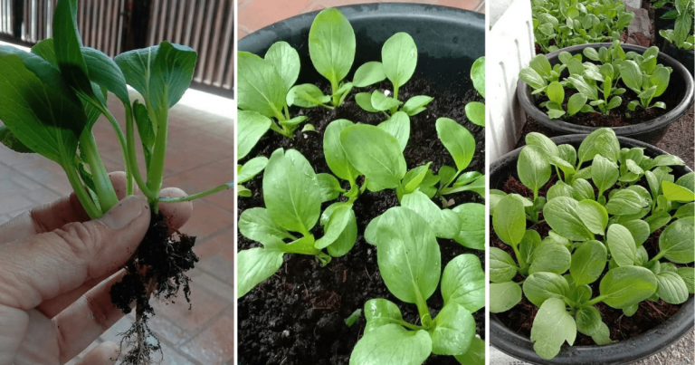 Kalau Pindahkan Anak Pokok Sayur, Ikut Tip Ini Supaya Tak Layu Atau Mati