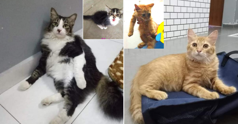 Tip Jika Nak Ambil Stray Cat Untuk Dijaga. Ikut Panduan Ini Memang Sihat Gebu Si Bulus
